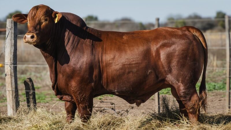 CORRAL 1 QUILPO 3417 CAUTIVO FIV