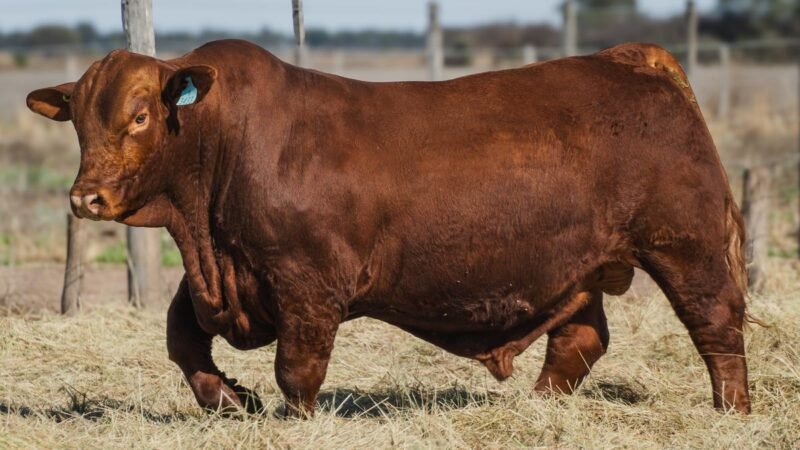 CORRAL 12 QUILPO 3433 SORPRESA FIV