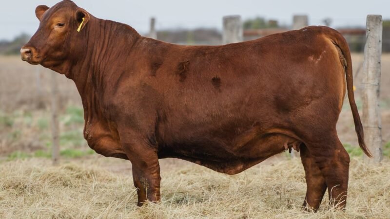 CORRAL 22B QUILPO 2240 CAYENNE FIV