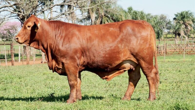 CORRAL 23A LAS MARIAS E220 PROFESOR FIV