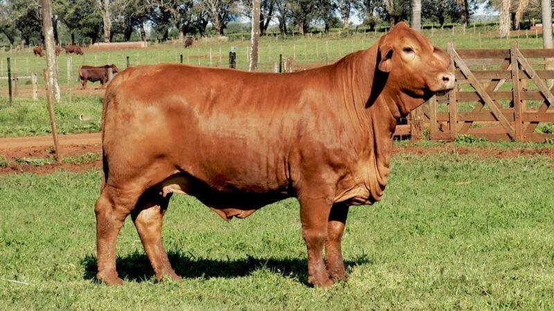 CORRAL 23B LAS MARIAS E237 PROFESOR FIV