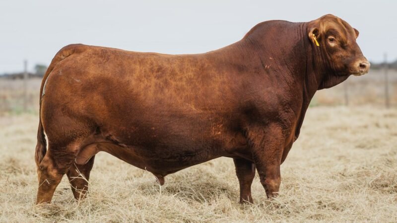 CORRAL 3 QUILPO 3341 LAMBARE