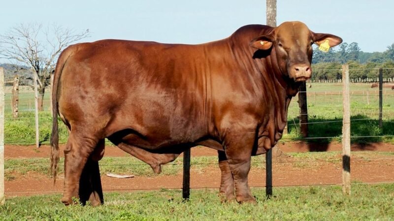 CORRAL 6 LAS MARIAS 1796 PROFESOR FIV