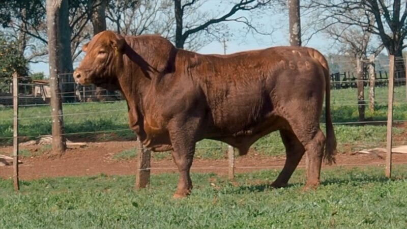 CORRAL 10 LAS MARIAS 1668