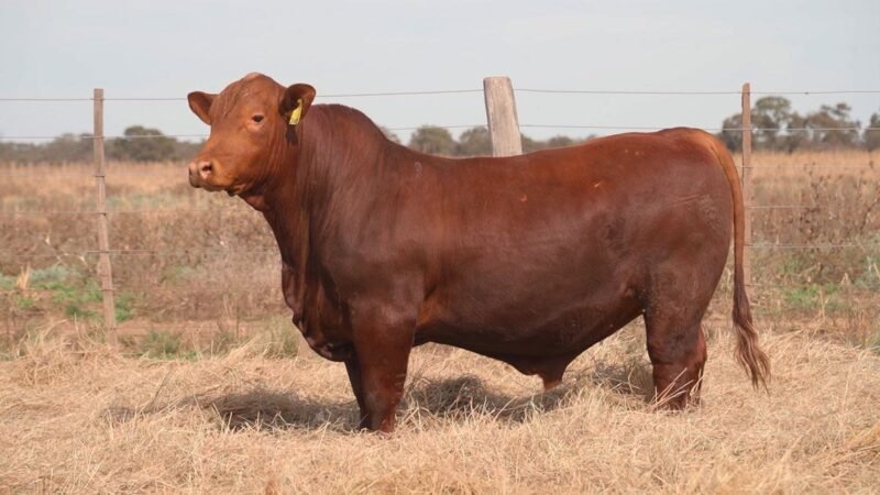 CORRAL 13A QUILPO 3485 LAZARINO FIV