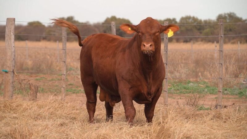 CORRAL 13B QUILPO 3497