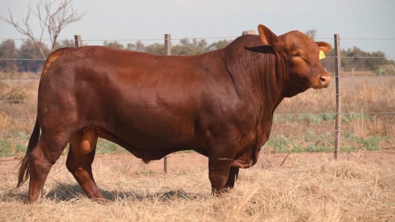 CORRAL 14A QUILPO G099 CAYENNE