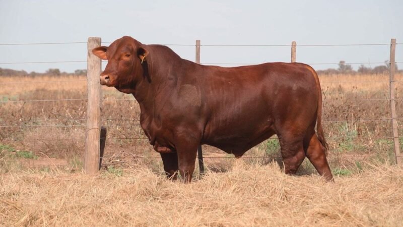 CORRAL 14B QUILPO G115 CAYENNE