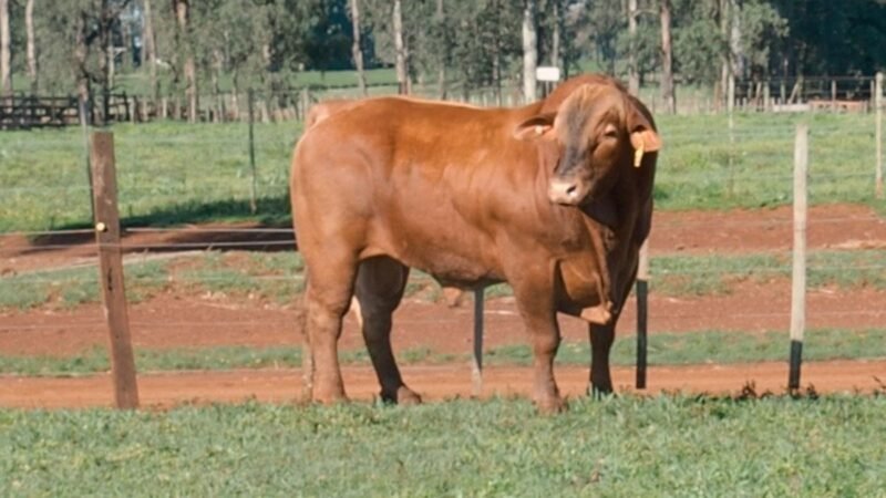 CORRAL 16A LAS MARIAS 1546 RODOLFO