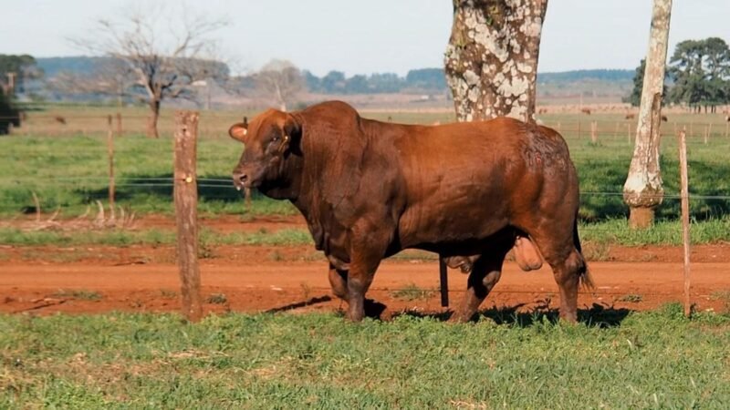 CORRAL 16B LAS MARIAS 1636