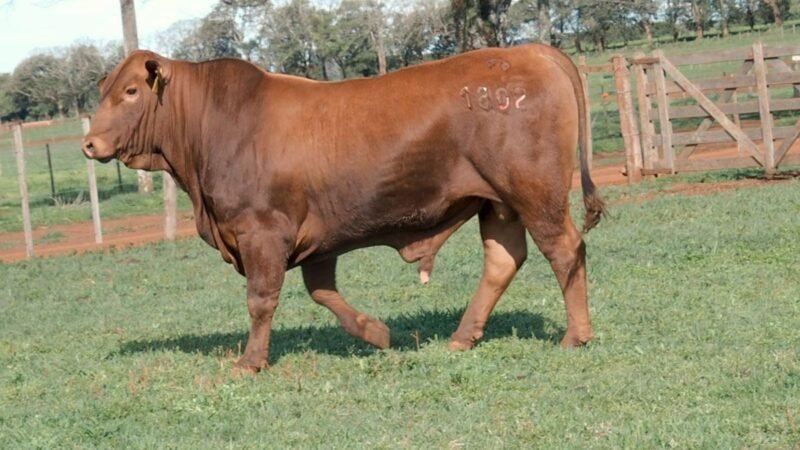 CORRAL 19A LAS MARIAS 1802