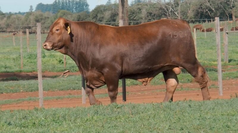 CORRAL 19B LAS MARIAS 1524