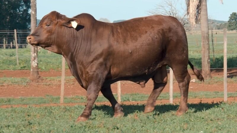 CORRAL 20A LAS MARIAS E238 GURÍ