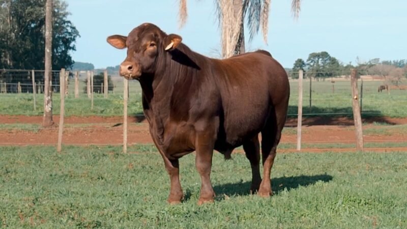 CORRAL 20B LAS MARIAS E254 CAPITAN SARMIENTO