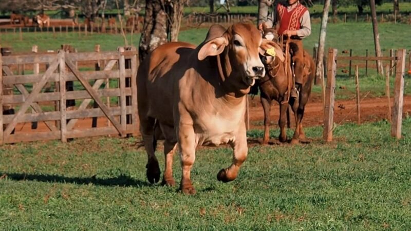 CORRAL 21A LAS MARIAS 316 FOG. 109 INFERNAL