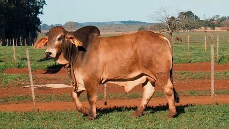 CORRAL 21B LAS MARIAS 330 FOG. 109 INFERNAL