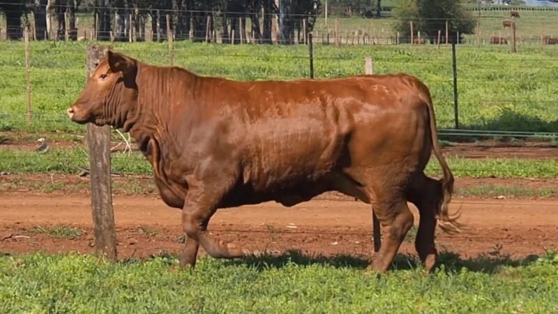 CORRAL 22A LAS MARIAS 4923 GALAN FIV