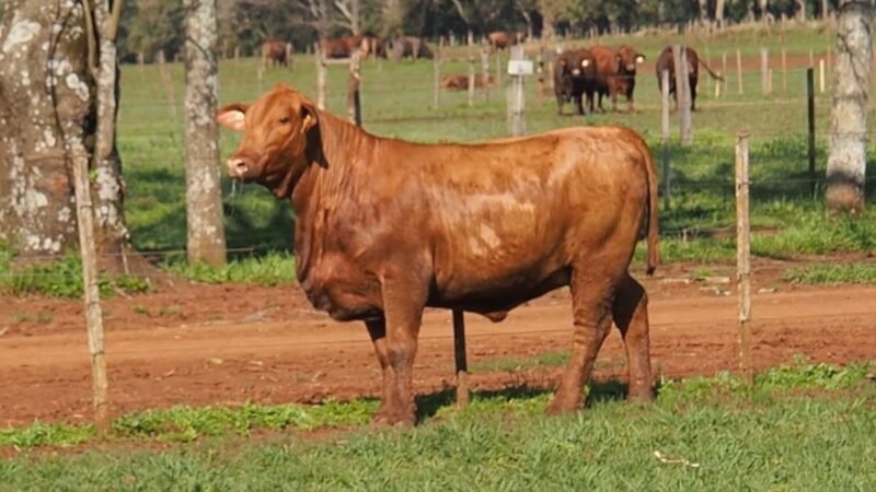 CORRAL 24A LAS MARIAS E213 VIAMONTE FIV