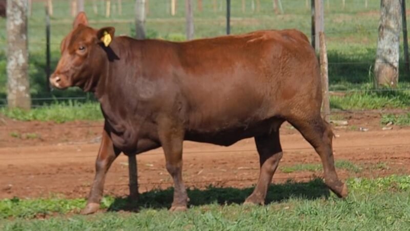 CORRAL 24B LAS MARIAS E224 CAPITAN SARMIENTO FIV