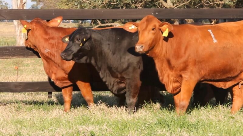 CORRAL 26I TRES CRUCES IS 9255 ACORAZADO FIV