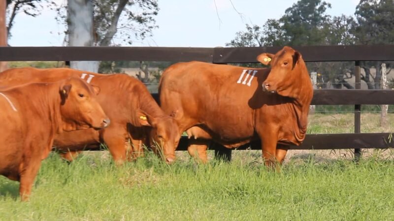 CORRAL 27I ITA SIRI 807