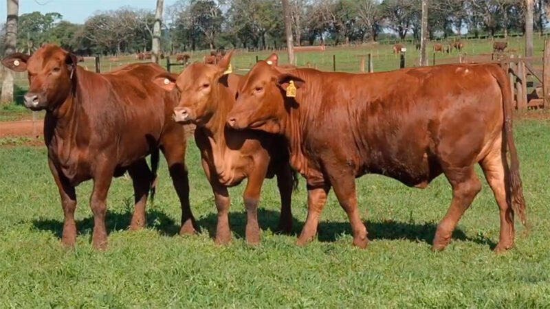 CORRAL 29B LAS MARIAS 5199 NAPOLEON