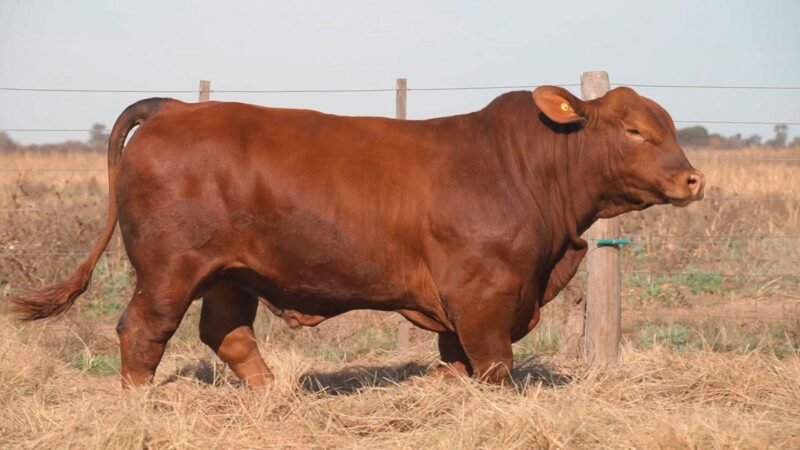 CORRAL 2B QUILPO 3415 CAUTIVO FIV