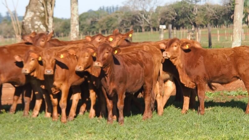 CORRAL 31 LAS MARIAS 15 TERNERAS