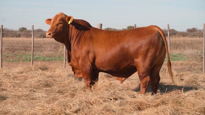 CORRAL 4 QUILPO G059