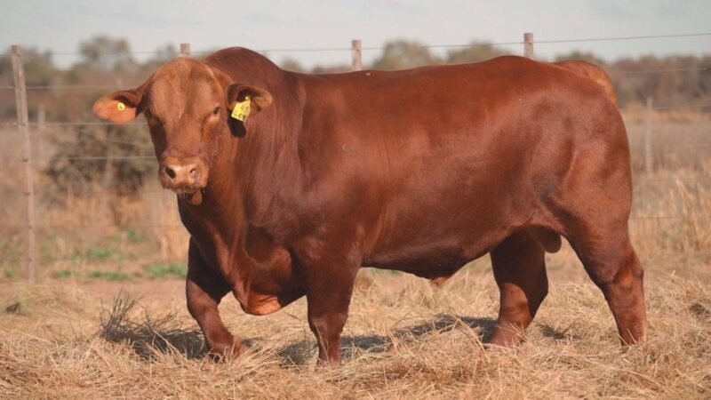 CORRAL 5A QUILPO G041 CAYENNE