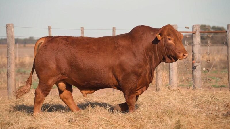 CORRAL 5B QUILPO G079