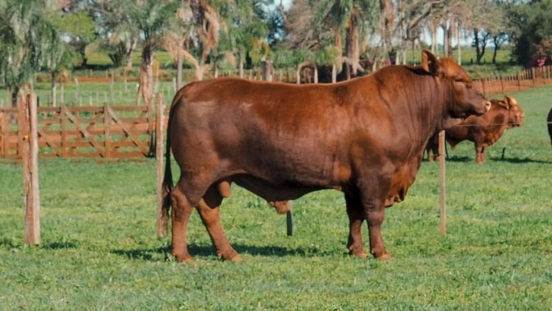 CORRAL 7A LAS MARIAS 1440 RODOLFO