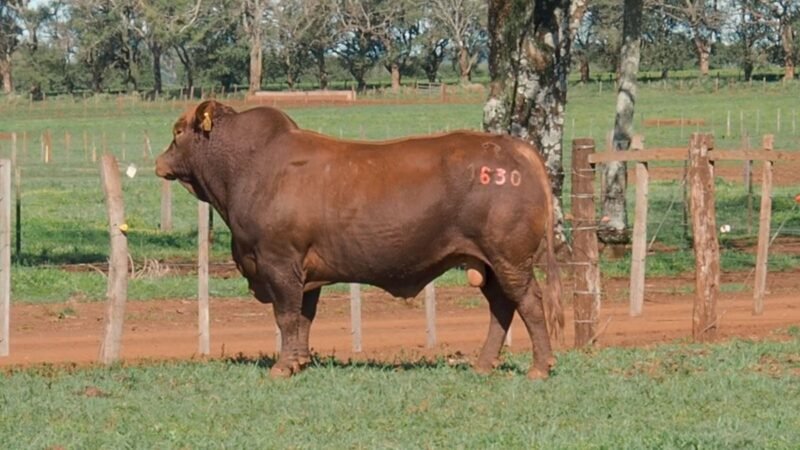 CORRAL 7B LAS MARIAS 1630