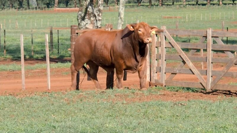 CORRAL 8A LAS MARIAS 1680