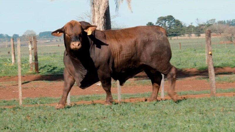 CORRAL 8B LAS MARIAS 1612