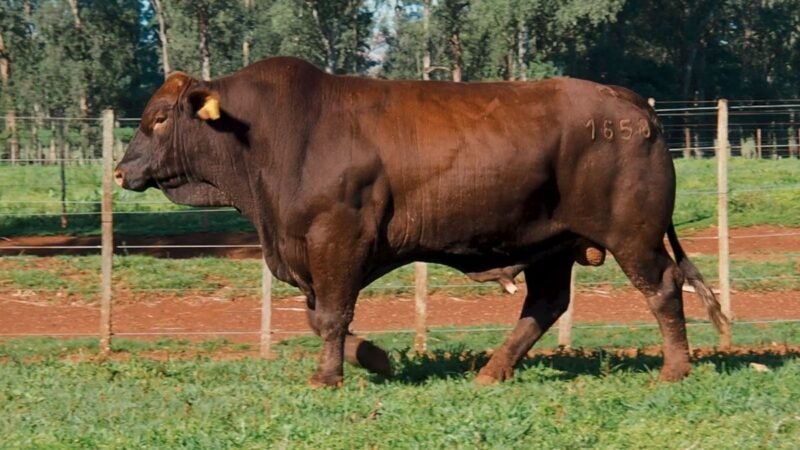 CORRAL 9A LAS MARIAS 1658