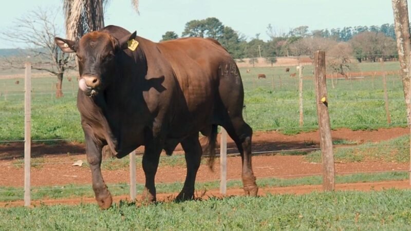 CORRAL 9B LAS MARIAS 1442