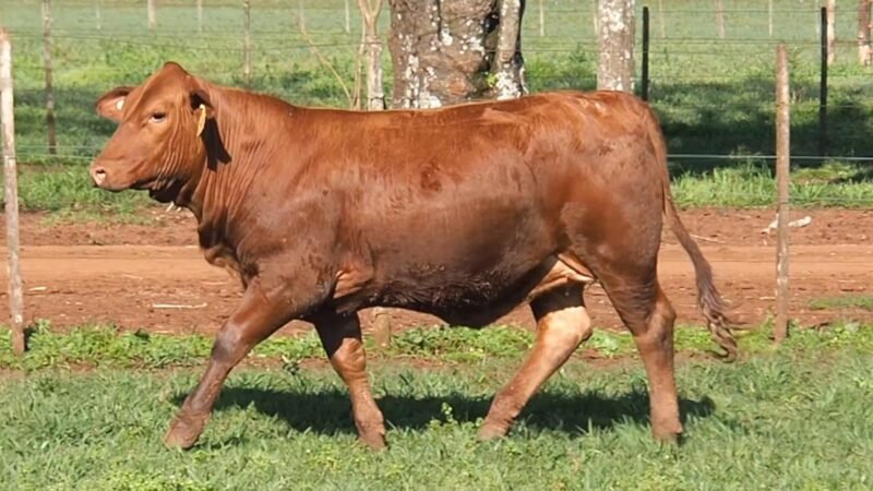 CORRAL 29A LAS MARIAS 5183 NAPOLEON